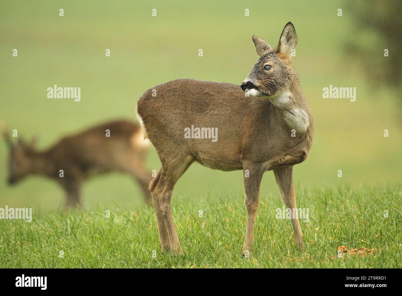 Capriolo europeo (Capreolus capreolus) con lesioni oculari sotto la pioggia su un prato, Allgaeu, Baviera, Germania Foto Stock