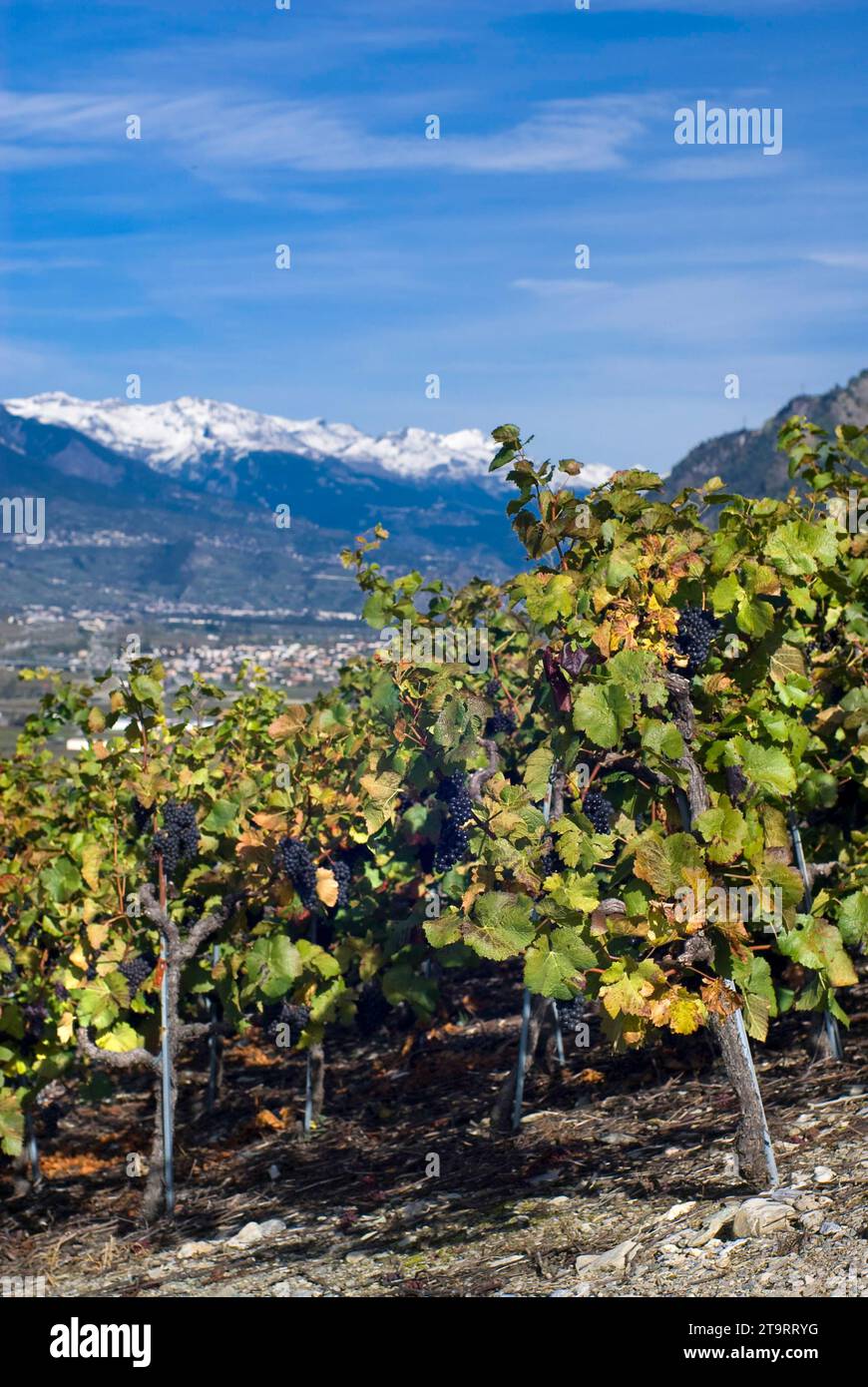 Pinot Nero (Vinis vinifera), vino, vino rosso, vite, uva, viticoltura nella Valle del Rodano, Vallese, Svizzera Foto Stock