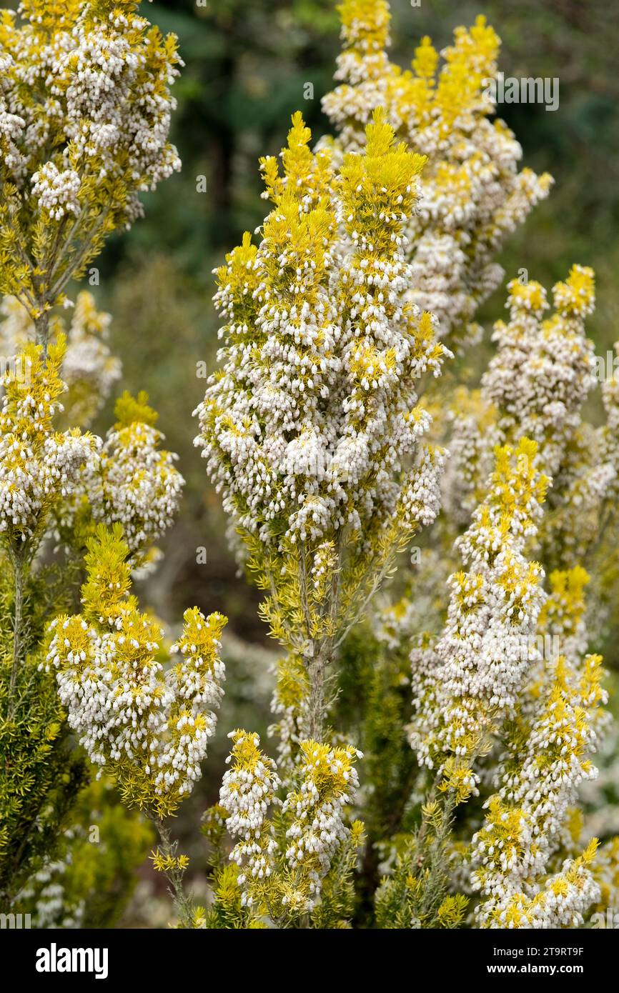 Erica arborea alpina aureifolia Albert's Gold, aureifolia Albert's Gold, fiori bianchi all'inizio della primavera, fogliame dorato Foto Stock