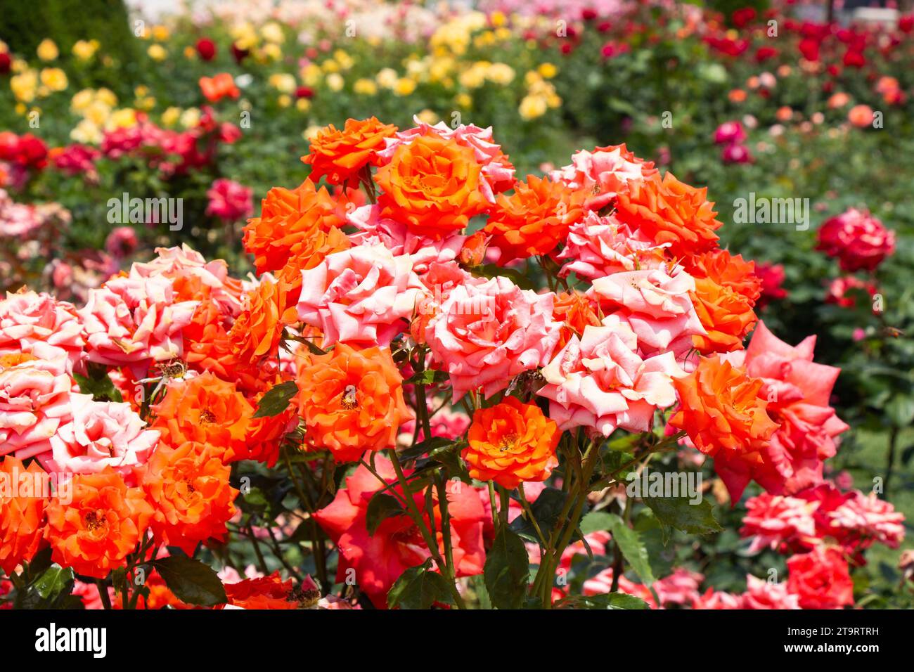 Rosso, arancione e rosa Rose in un parco botanico sul display Foto Stock