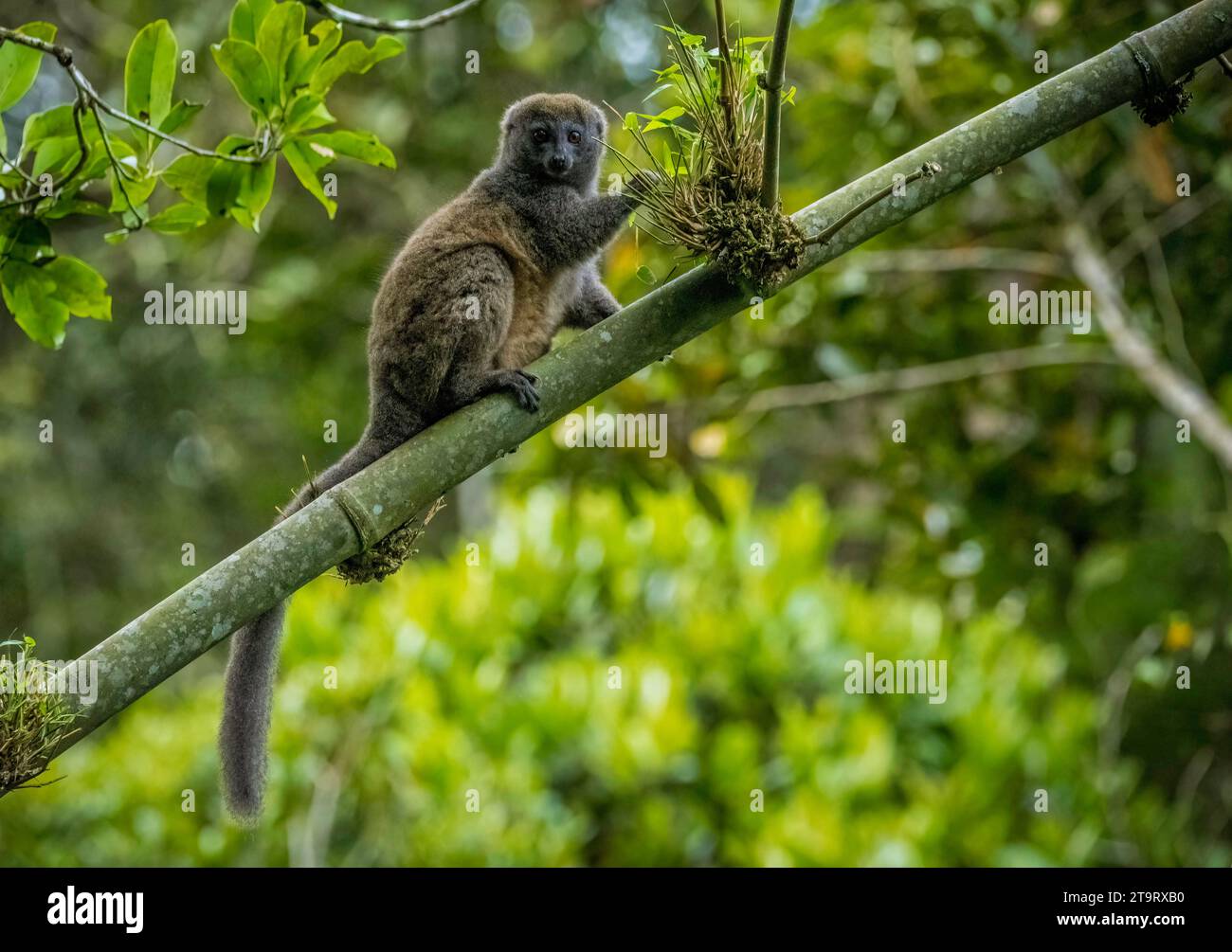 Lemur di bambù grigio (Hapalemur griseus) nelle foreste pluviali di Andasibe nel Madagascar orientale Foto Stock