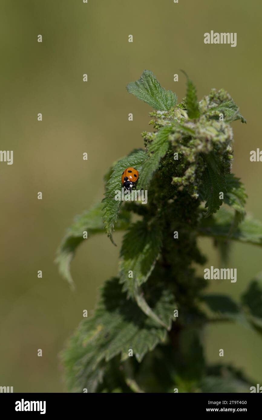 Seven-Spotted Ladybird on a Nettle, Regno Unito Foto Stock