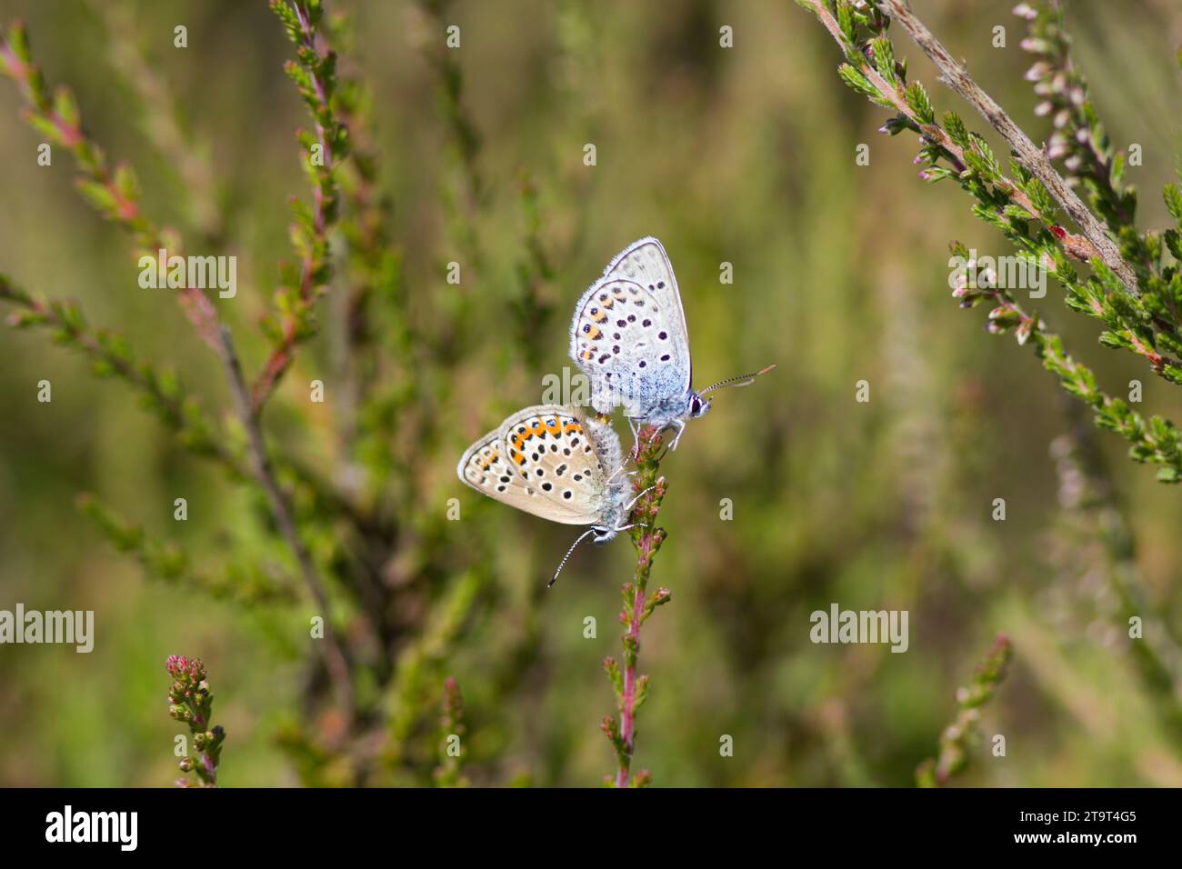 Coppia accoppiata di Blue Butterflies con borchie d'argento, prees Heath, Shropshire, Regno Unito Foto Stock
