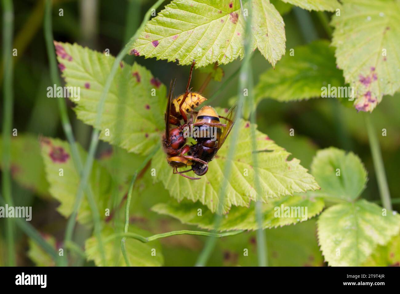 Unione Hornet (vespa crabro) con la preda, Inghilterra, Regno Unito. Agosto Foto Stock