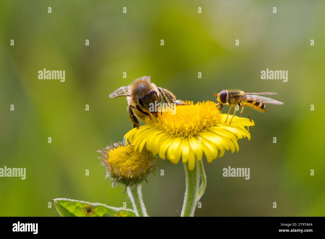 Hoverfly e Western Honey Bee su Common Fleabane, Regno Unito. Settembre Foto Stock