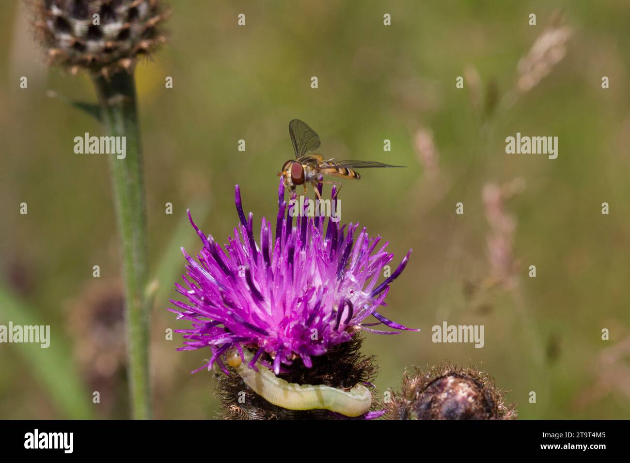 Hoverfly on a Spear Thistle, Regno Unito Foto Stock