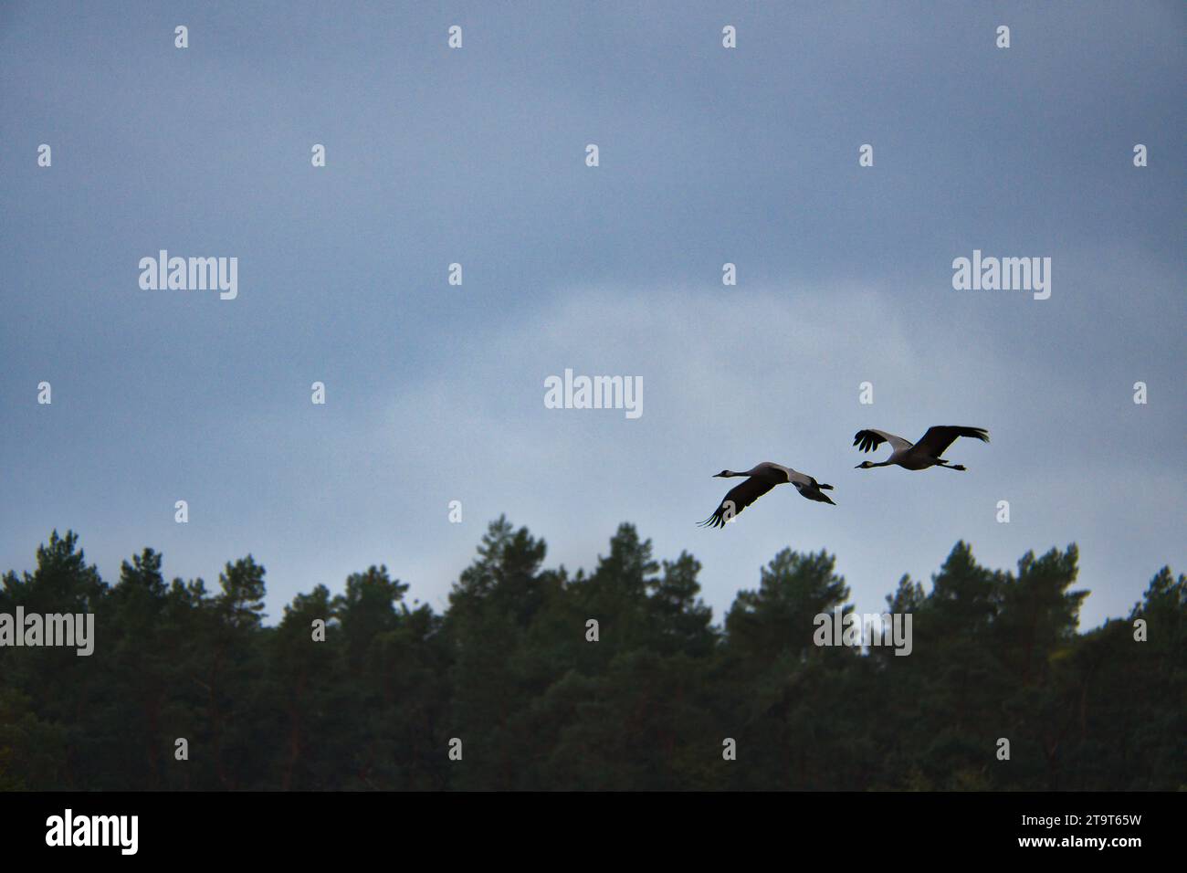 Due gru volano sugli alberi in una foresta. Uccelli migratori sul Darss. Foto di animali di uccelli della natura nel Mar Baltico. Foto Stock