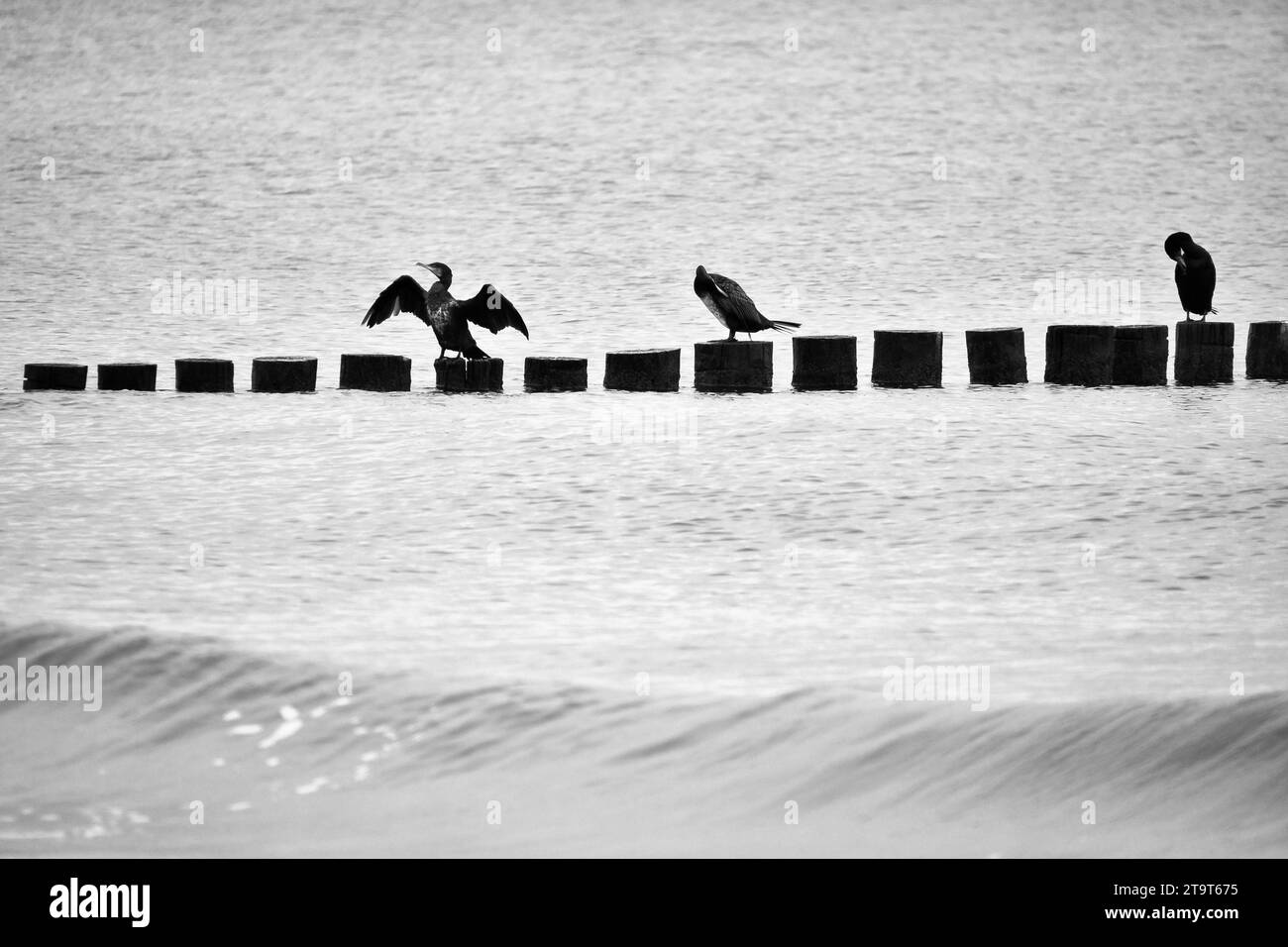 Cormorano su una groyne sul Mar Baltico in bianco e nero. Gli uccelli seccano le loro piume al sole. Onde nel mare sotto un cielo blu. Foto animale f Foto Stock
