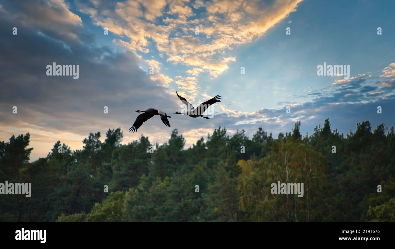 Due gru che volano sopra gli alberi in una foresta al tramonto. Uccelli migratori sul Darss. Foto della fauna selvatica di uccelli della natura nel Mar Baltico. Foto Stock