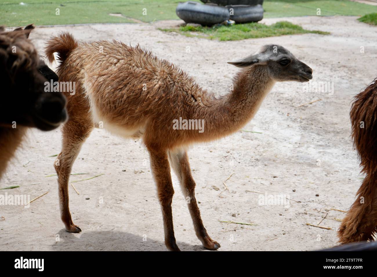 Un giovane lama marrone cria carino e amichevole in Perù. Foto Stock