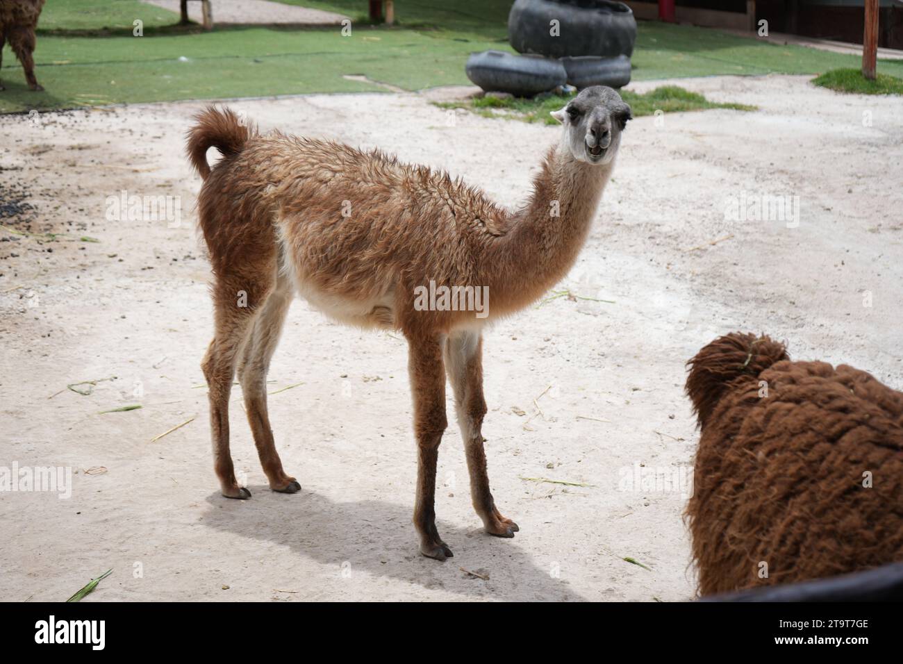 Un giovane lama marrone cria carino e amichevole in Perù. Foto Stock