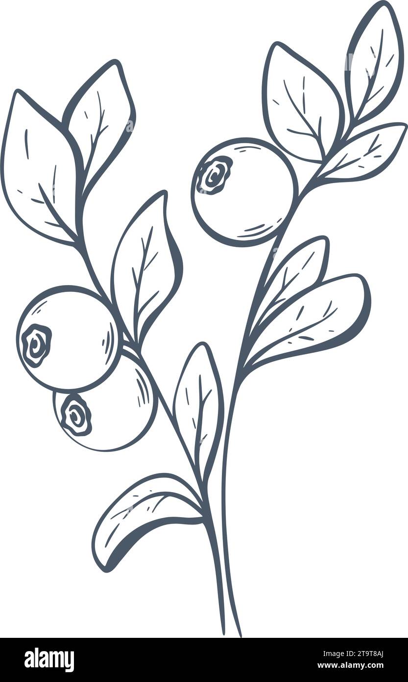 Mirtillo su schizzo a inchiostro ramoscello. Mirtillo e fogliame di foresta isolati su uno sfondo bianco. Incisione a mano di mirtillo, illustrazione vettoriale. Disegnato a mano Illustrazione Vettoriale