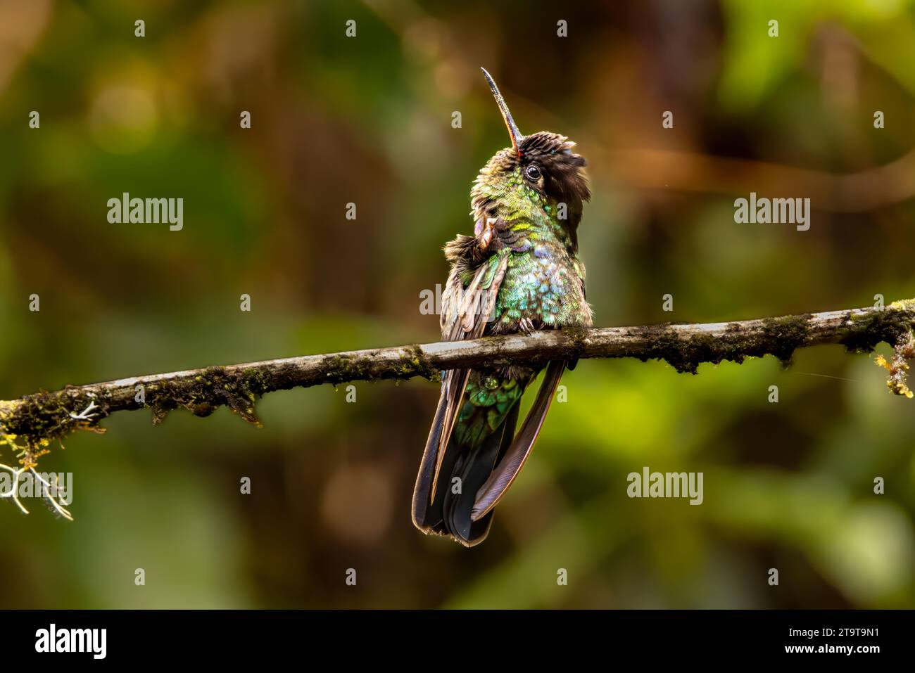 Colibrì pomposo sul ramo Foto Stock