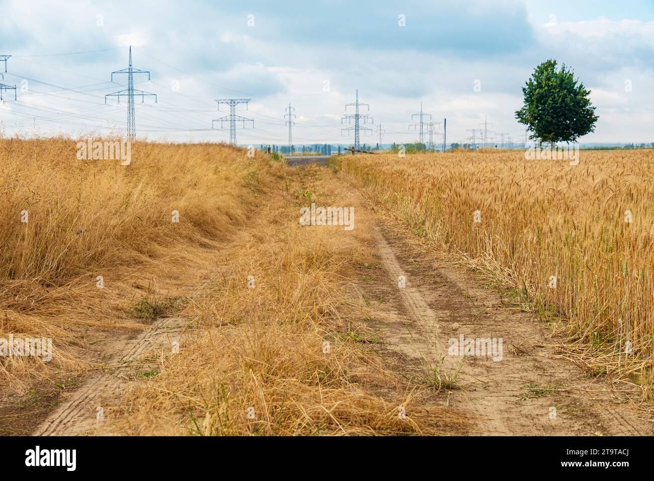 Pittoresco campo di grano con strade sterrate e pali per linee elettriche. Paesaggio rurale Foto Stock