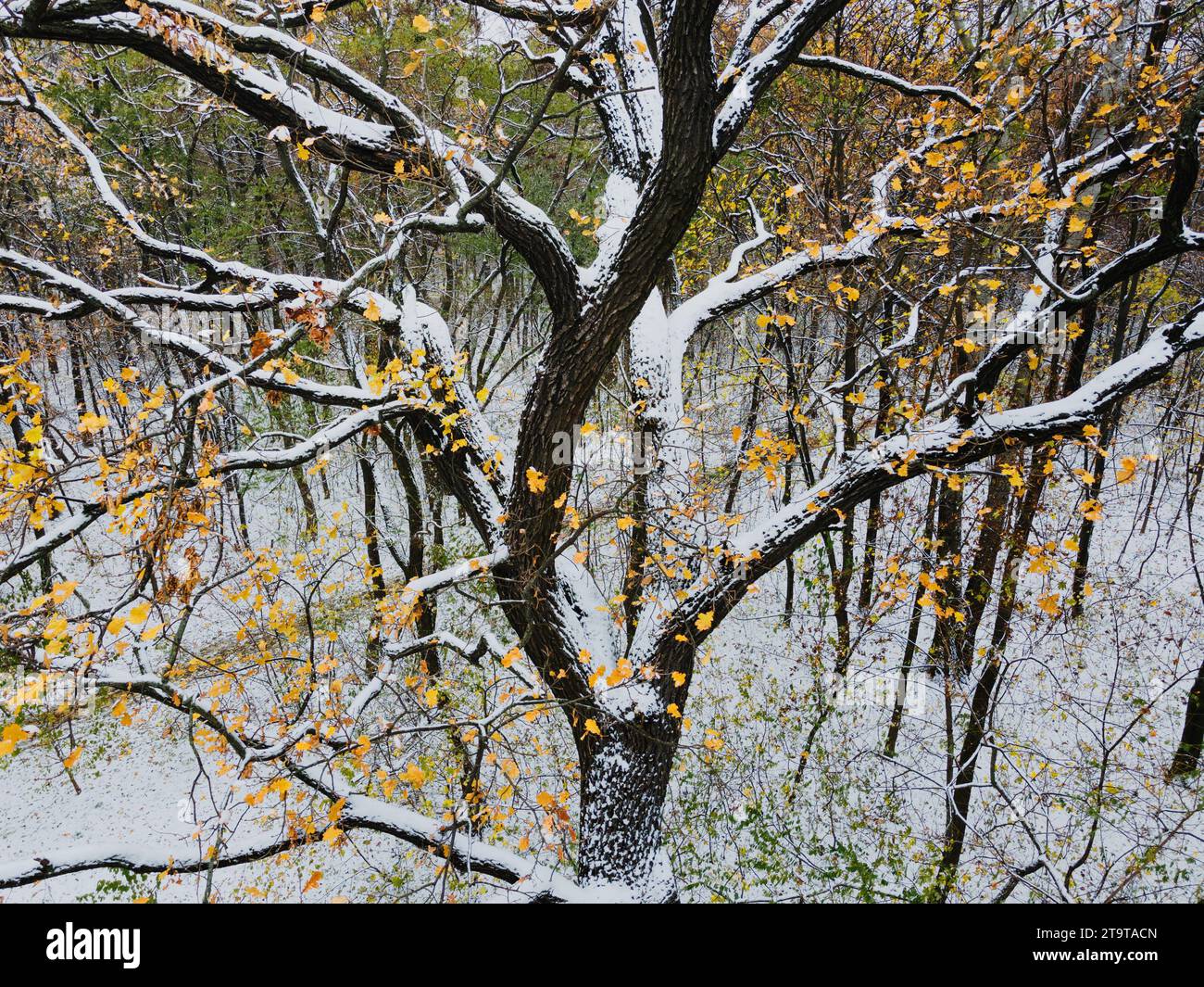 Inizio dell'inverno in un parco, una vista aerea unica degli alberi coperti dalla prima neve Foto Stock