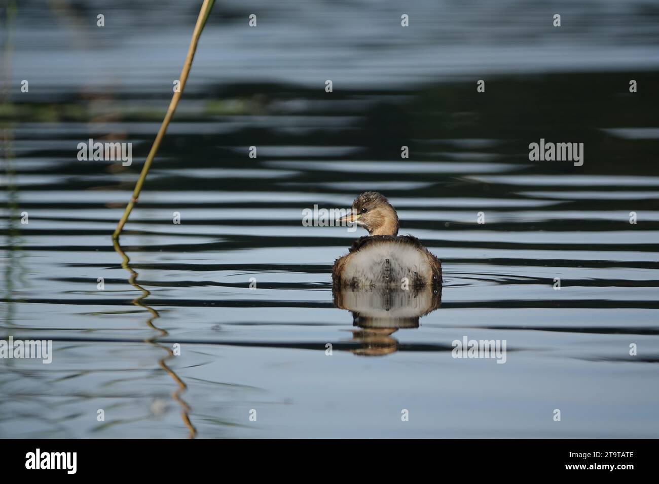 Piccolo grebe (Tachybaptus ruficollis) nel piumaggio invernale Foto Stock