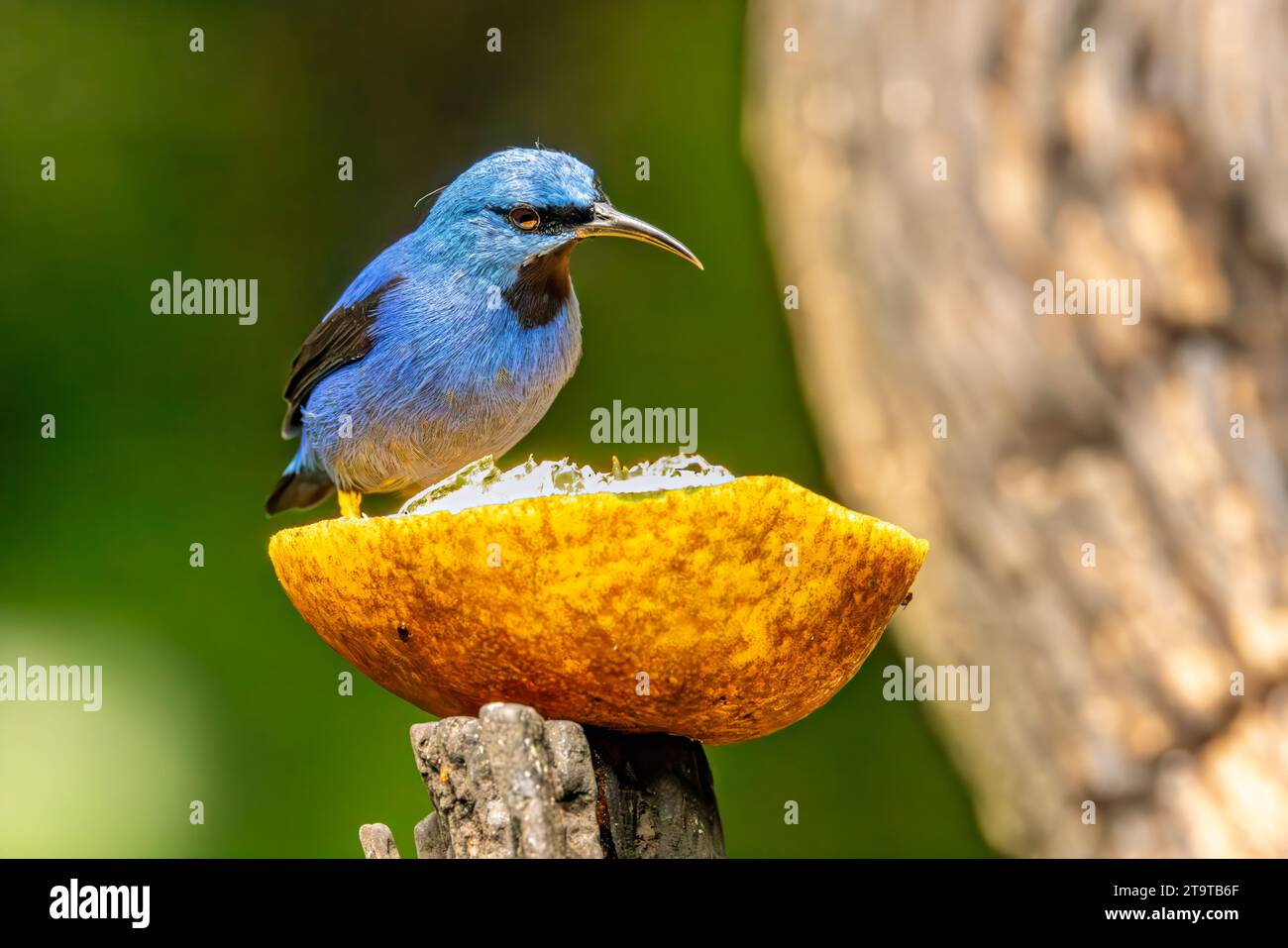 Superriduttore brillante Foto Stock