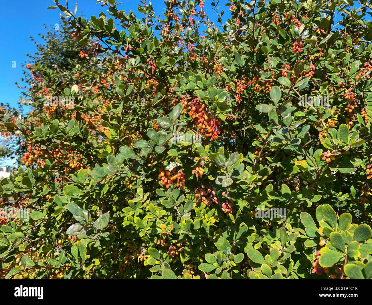 Berberis vulgaris con un bel fogliame verde e frutti ovali rossi brillanti, arbusti sempreverdi e piante ornamentali, messa a fuoco selettiva Foto Stock