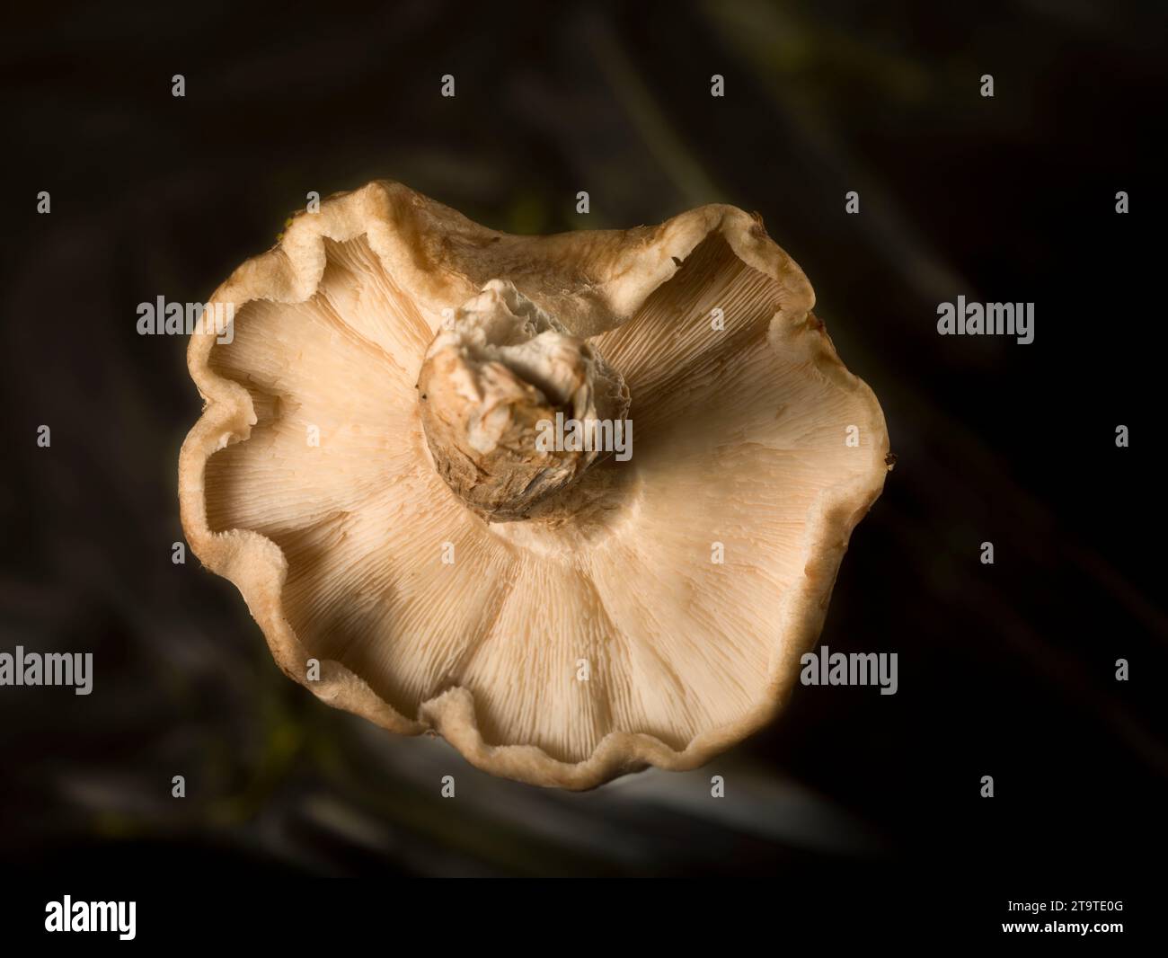 Primo piano ingrediente alimentare STILL Life of Shiitake, fungo Shitake, Lentinula edodes, su sfondo simpatico Foto Stock