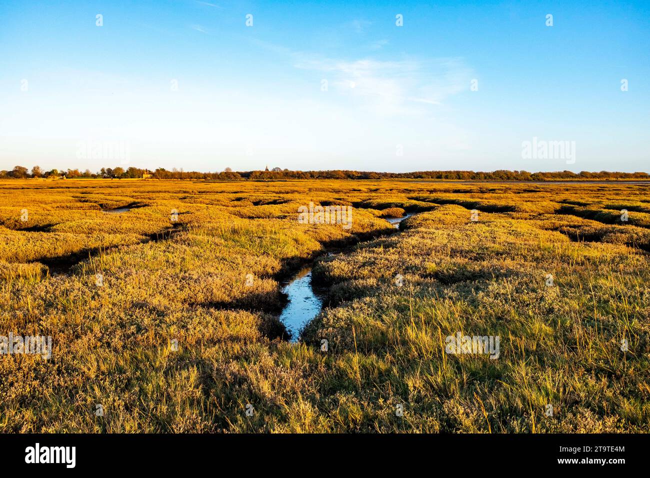 Pagham Harbour RSPB riserva naturale con bassa marea in autunno pomeriggio, West Sussex, Inghilterra Regno Unito Foto Stock Pagham Harbour RSPB riserva naturale con bassa marea in autunno pomeriggio, West Sussex, Inghilterra Regno Unito Foto Stock
