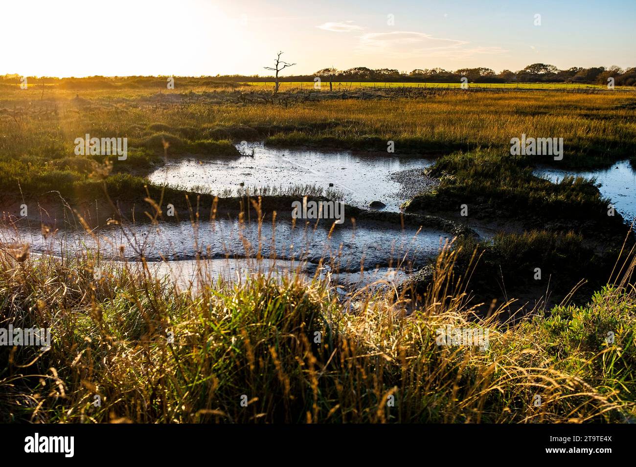 Pagham Harbour RSPB riserva naturale con bassa marea in autunno pomeriggio, West Sussex, Inghilterra Regno Unito Foto Stock Pagham Harbour RSPB riserva naturale con bassa marea in autunno pomeriggio, West Sussex, Inghilterra Regno Unito Foto Stock