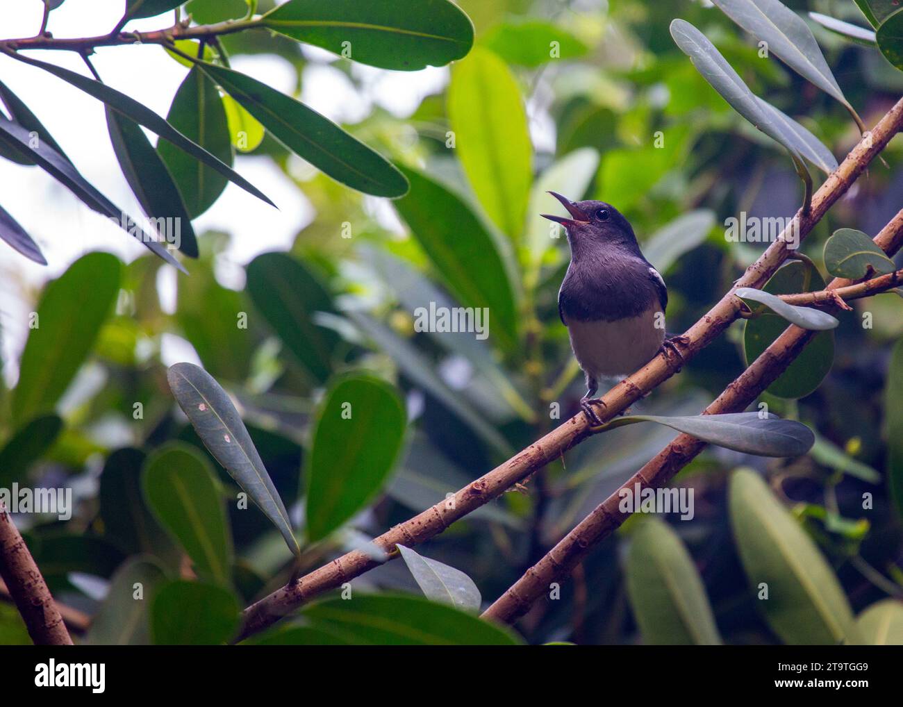 Deliziatevi con la melodiosa presenza del Copsychus saularis (Magpie-Robin orientale) che adorna i giardini dell'Asia. Questo affascinante uccello, con il suo contrasto Foto Stock