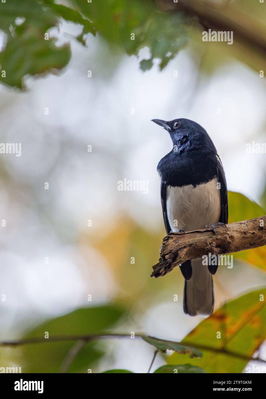 Deliziatevi con la melodiosa presenza del Copsychus saularis (Magpie-Robin orientale) che adorna i giardini dell'Asia. Questo affascinante uccello, con il suo contrasto Foto Stock