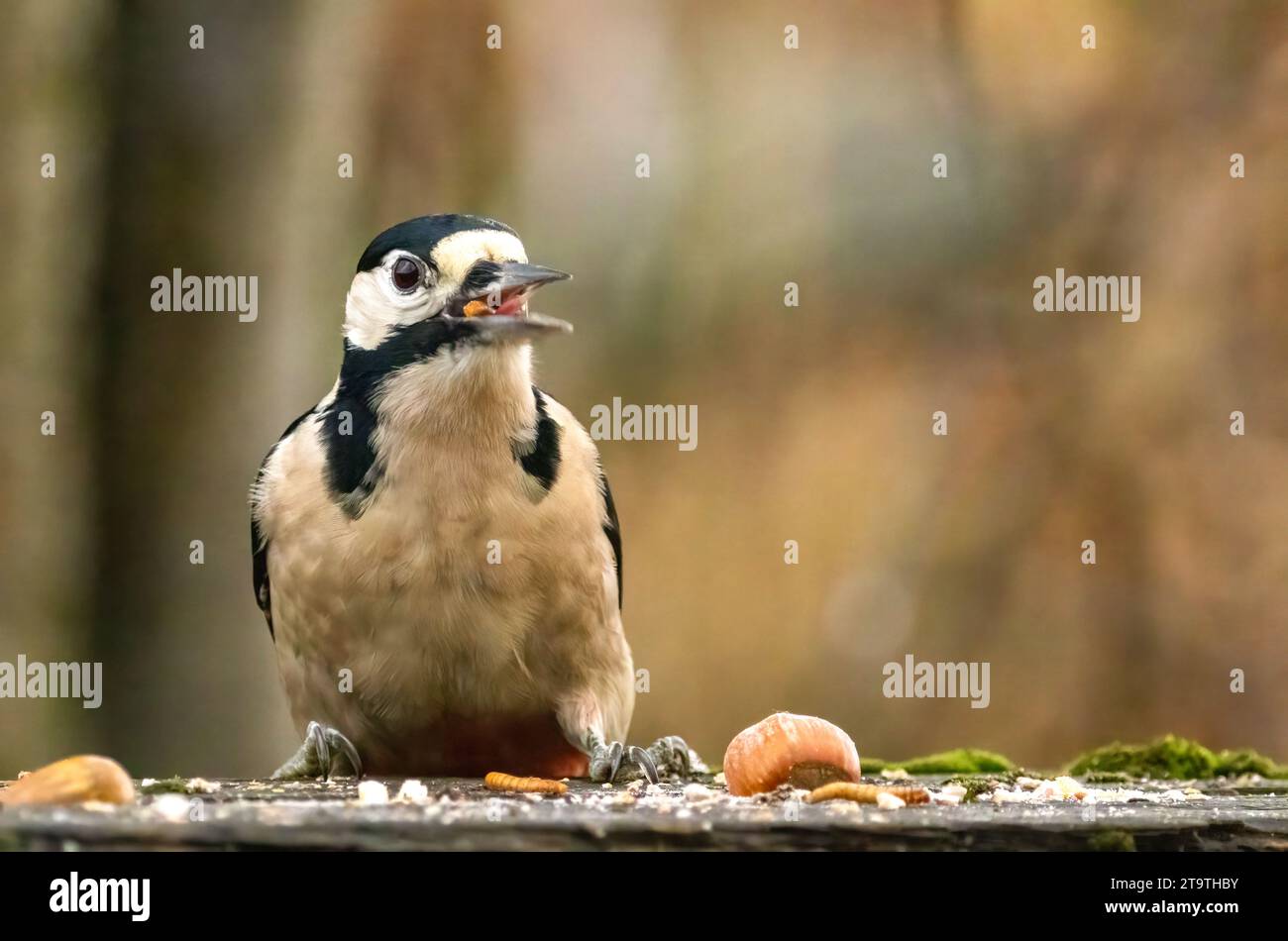 Ottimo picchio maculato appollaiato a mangiare con il becco aperto Foto Stock