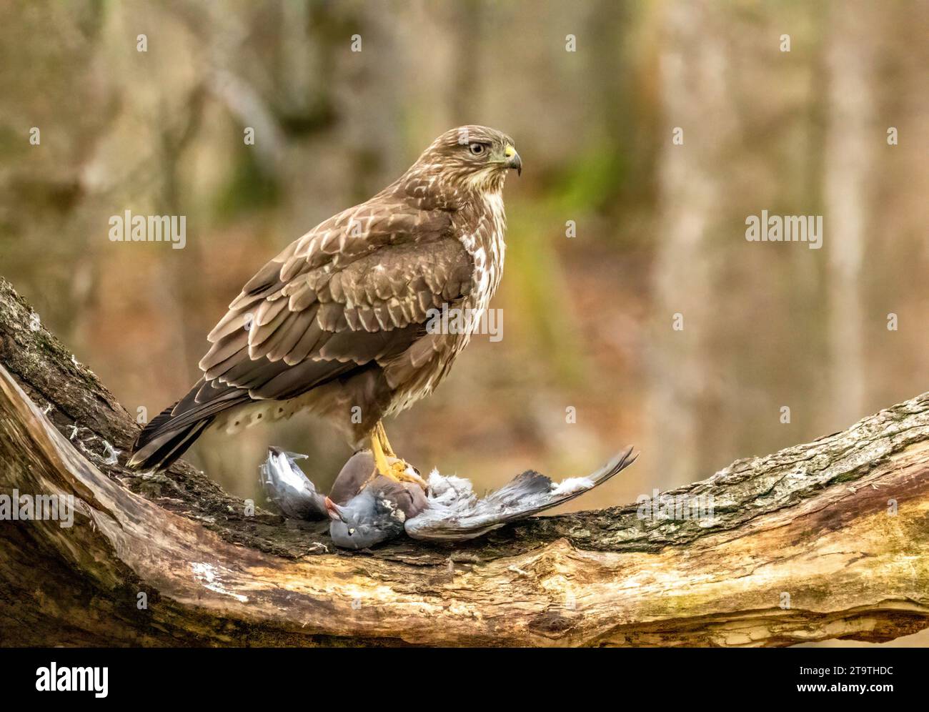Buzzard, rapace, rapa e mangia un piccione nella foresta Foto Stock