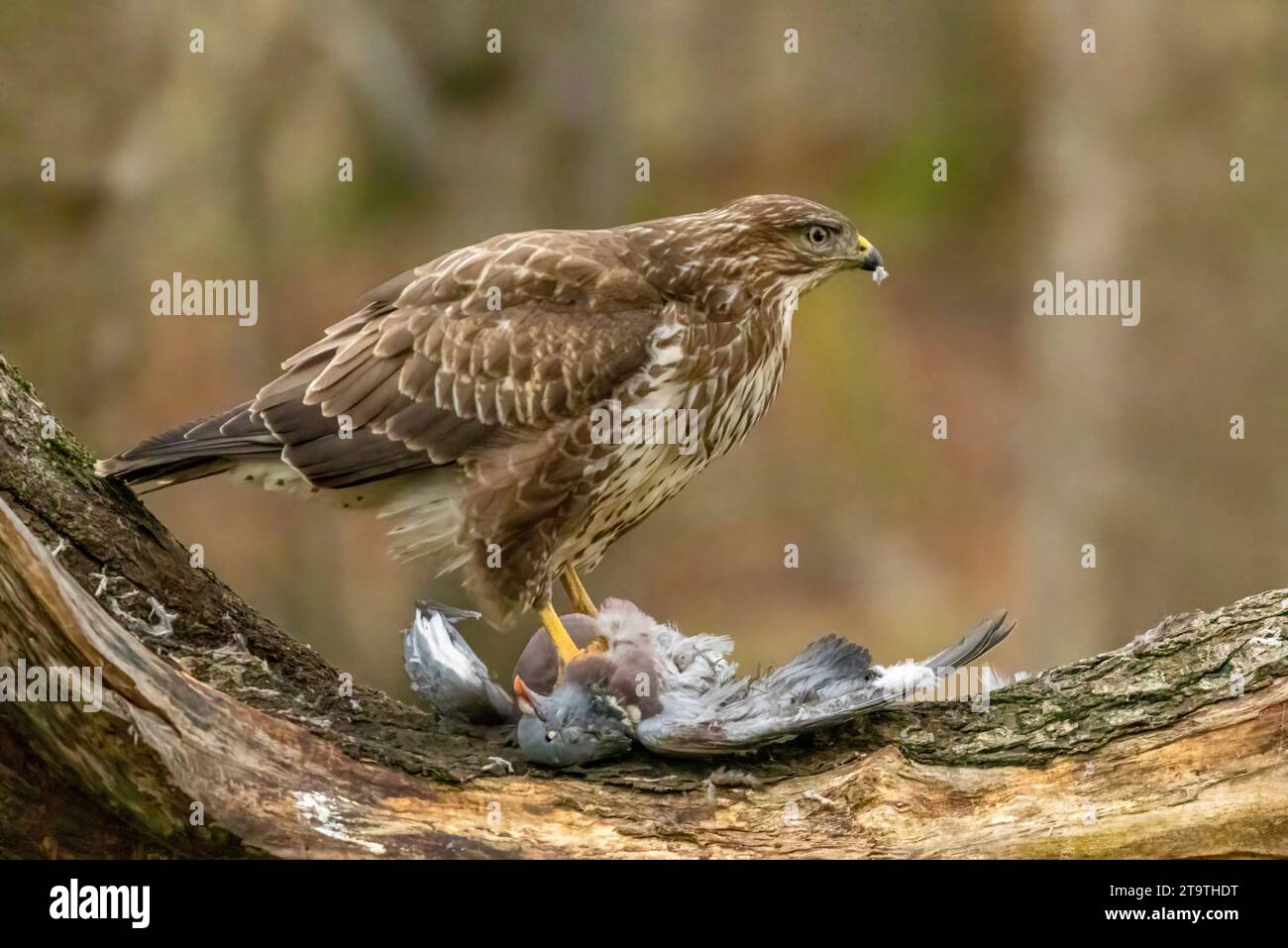 Buzzard, rapace, rapa e mangia un piccione nella foresta Foto Stock