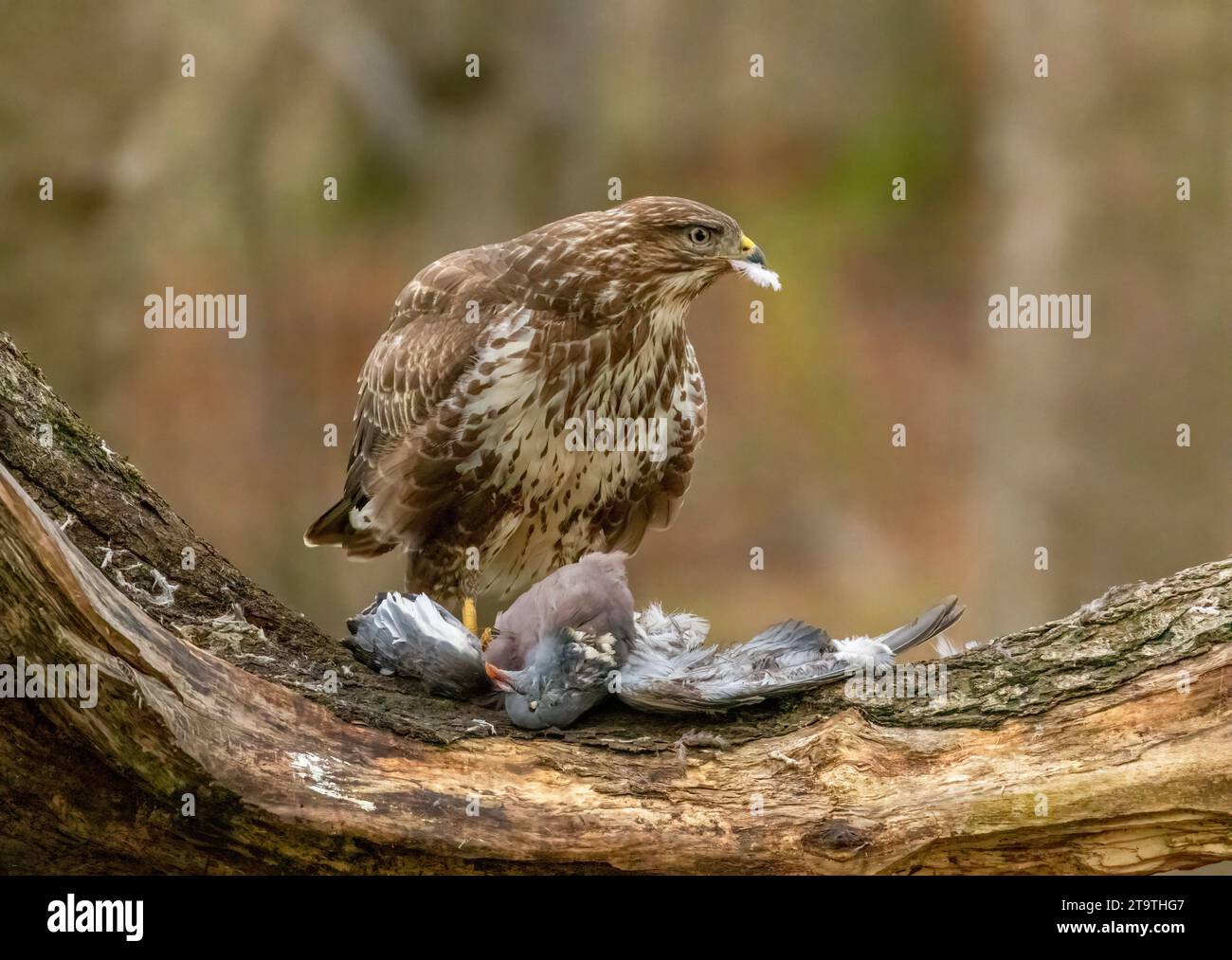 Buzzard, rapace, rapa e mangia un piccione nella foresta Foto Stock