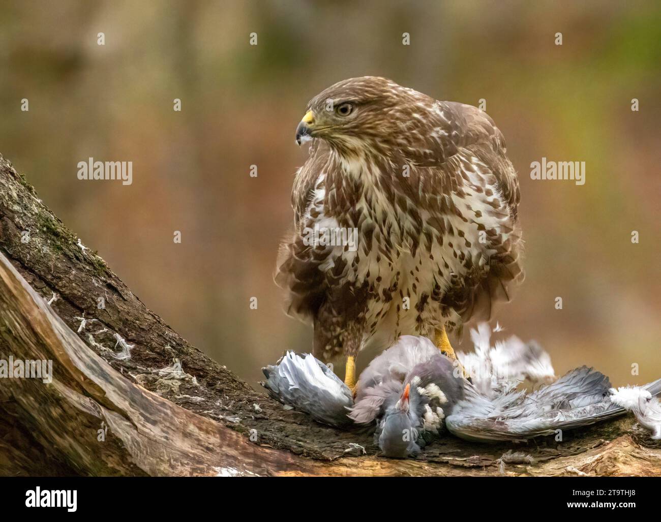 Buzzard, rapace, rapa e mangia un piccione nella foresta Foto Stock