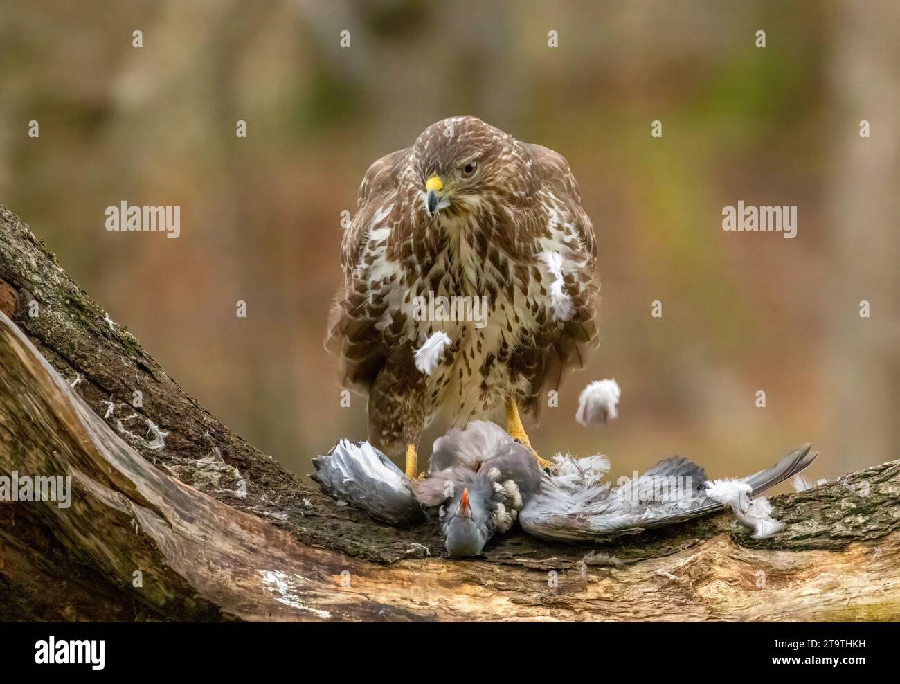 Buzzard, rapace, rapa e mangia un piccione nella foresta Foto Stock