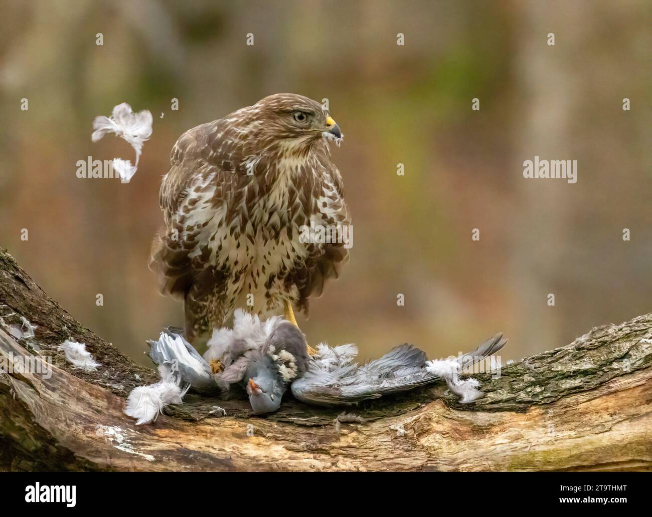 Buzzard, rapace, rapa e mangia un piccione nella foresta Foto Stock