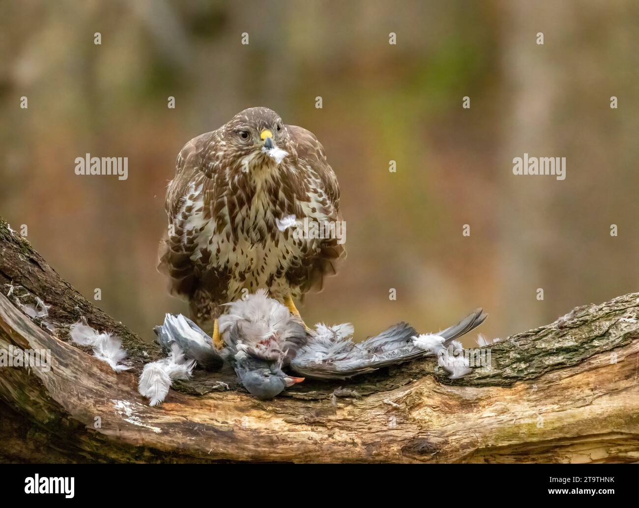 Buzzard, rapace, rapa e mangia un piccione nella foresta Foto Stock
