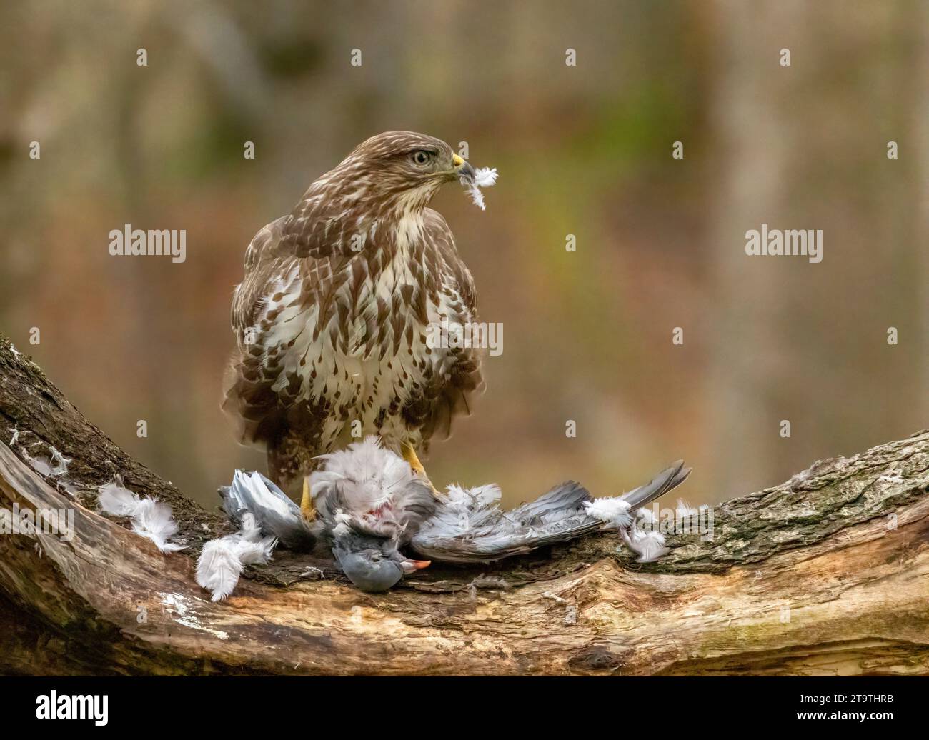 Buzzard, rapace, rapa e mangia un piccione nella foresta Foto Stock