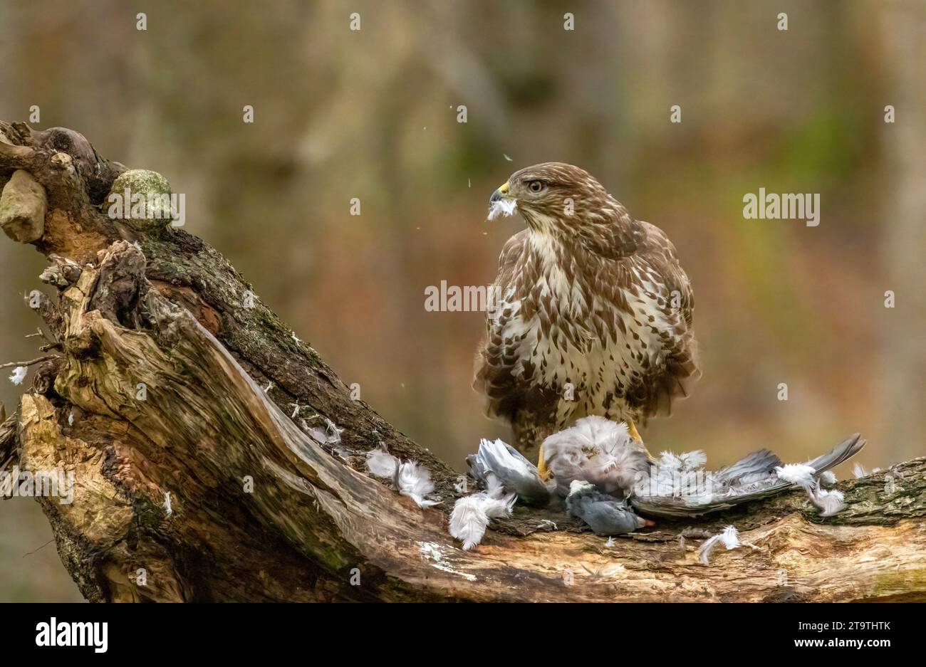 Buzzard, rapace, rapa e mangia un piccione nella foresta Foto Stock