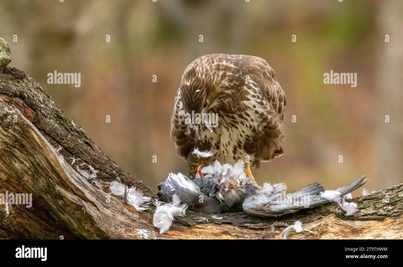 Buzzard, rapace, rapa e mangia un piccione nella foresta Foto Stock