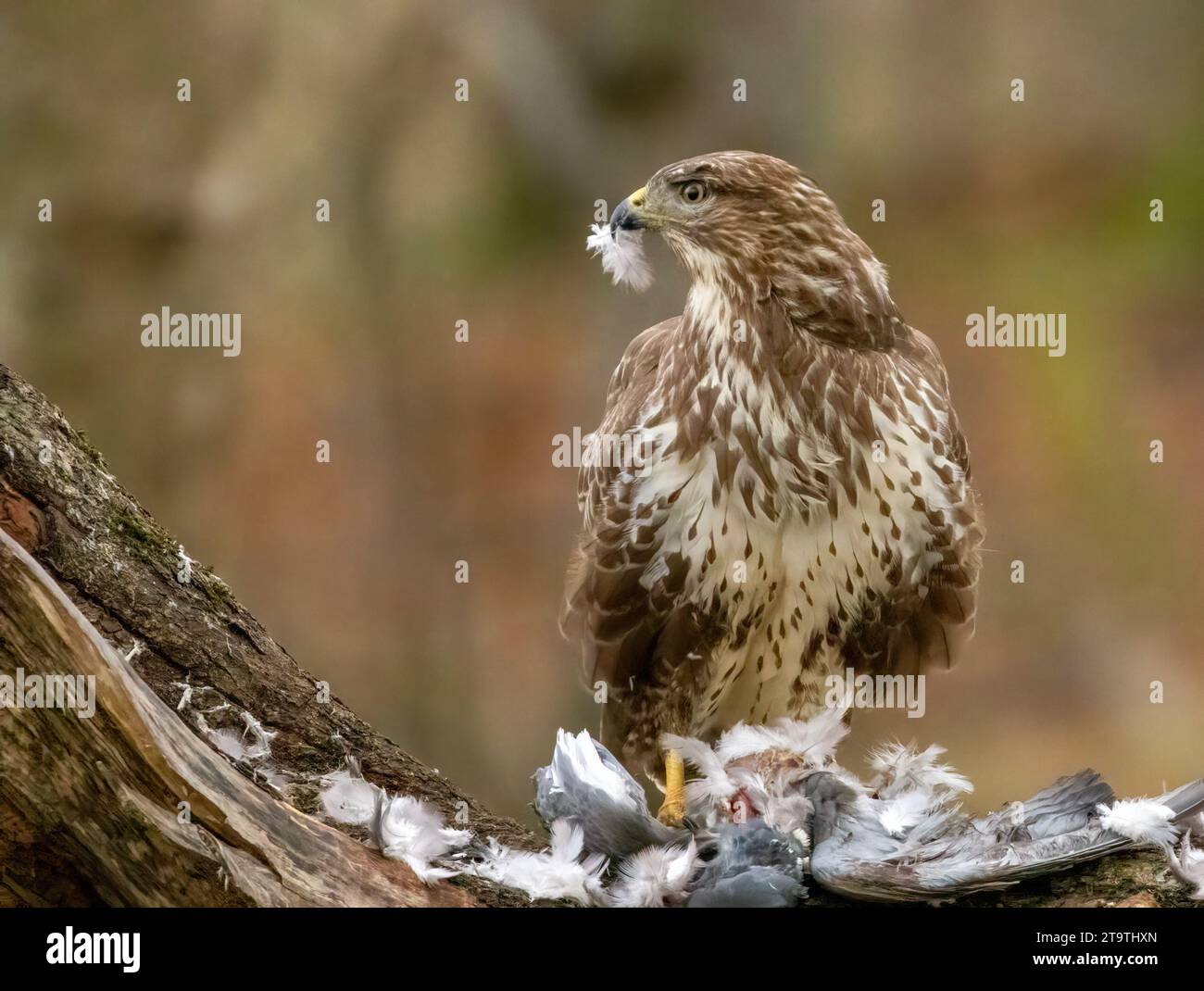 Buzzard, rapace, rapa e mangia un piccione nella foresta Foto Stock