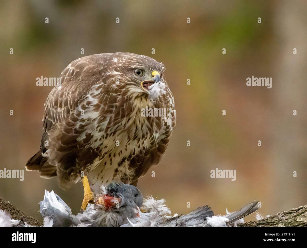 Buzzard, rapace, rapa e mangia un piccione nella foresta Foto Stock