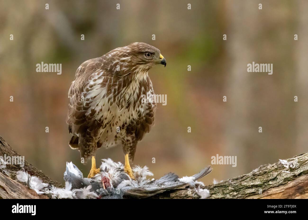 Buzzard, rapace, rapa e mangia un piccione nella foresta Foto Stock