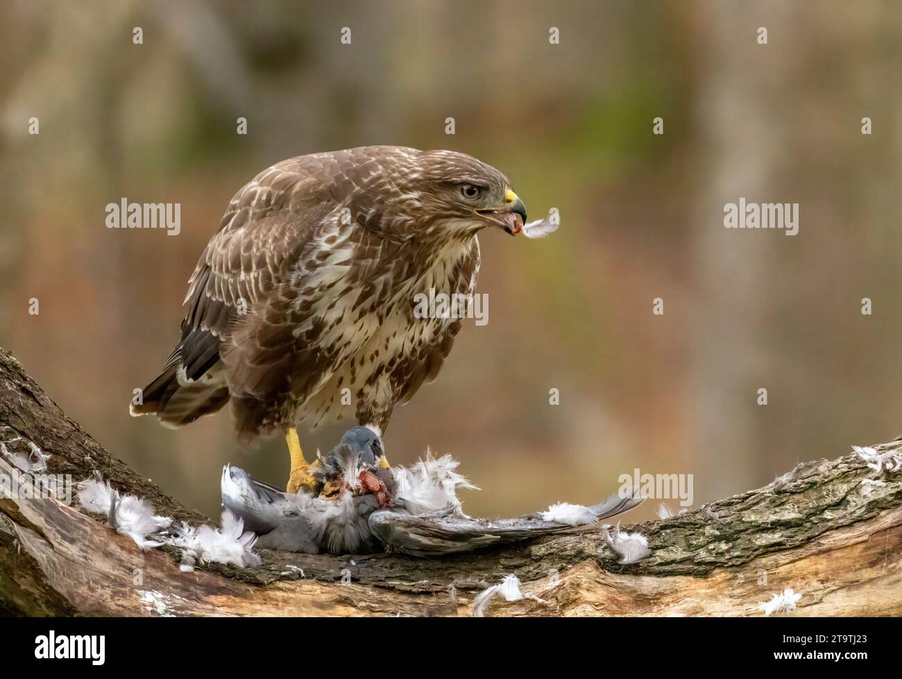 Buzzard, rapace, rapa e mangia un piccione nella foresta Foto Stock