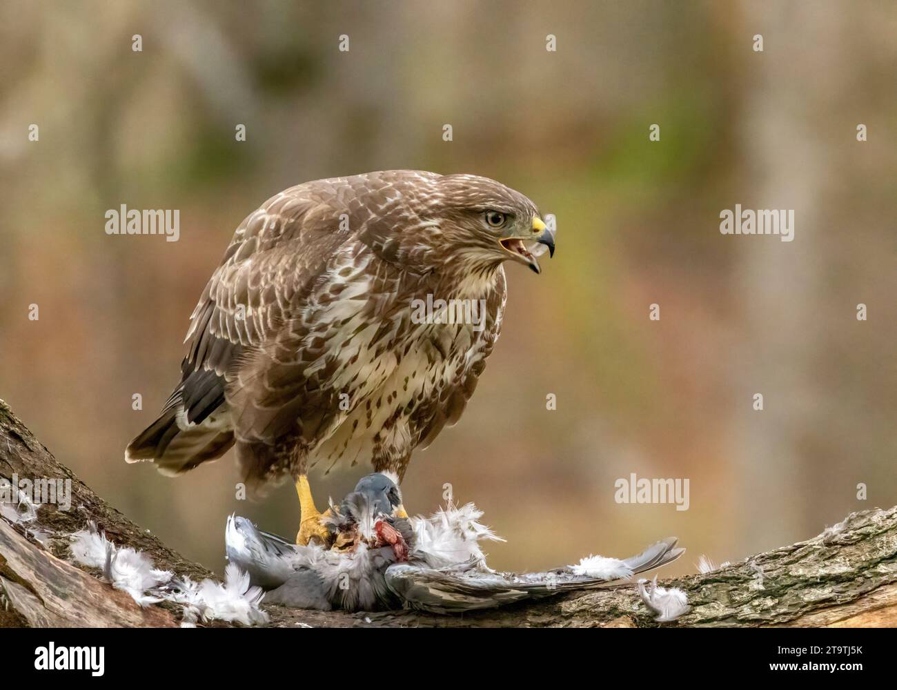 Buzzard, rapace, rapa e mangia un piccione nella foresta Foto Stock
