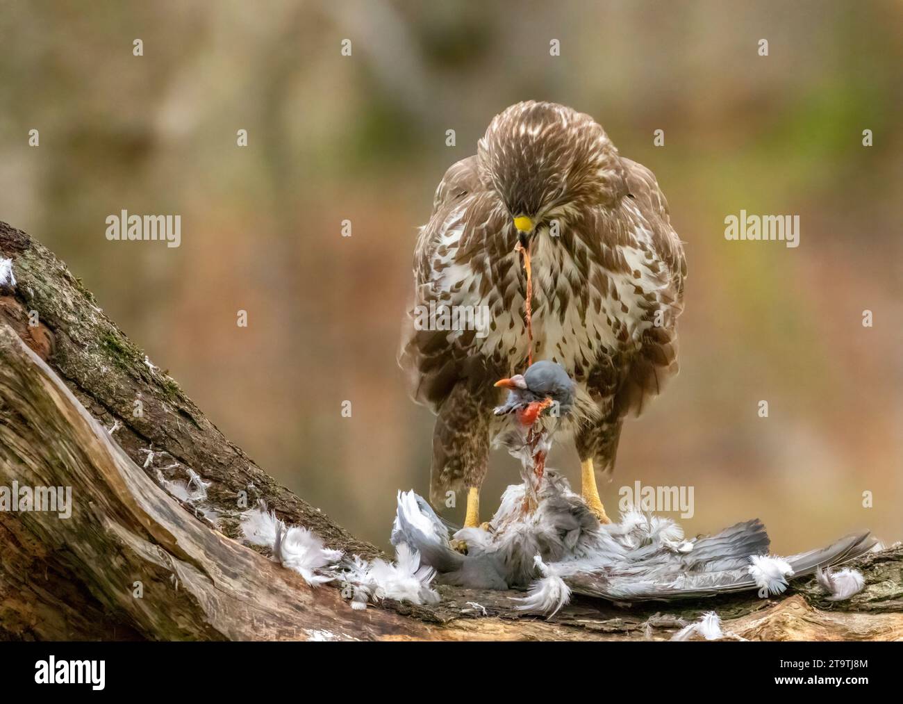 Buzzard, rapace, rapa e mangia un piccione nella foresta Foto Stock