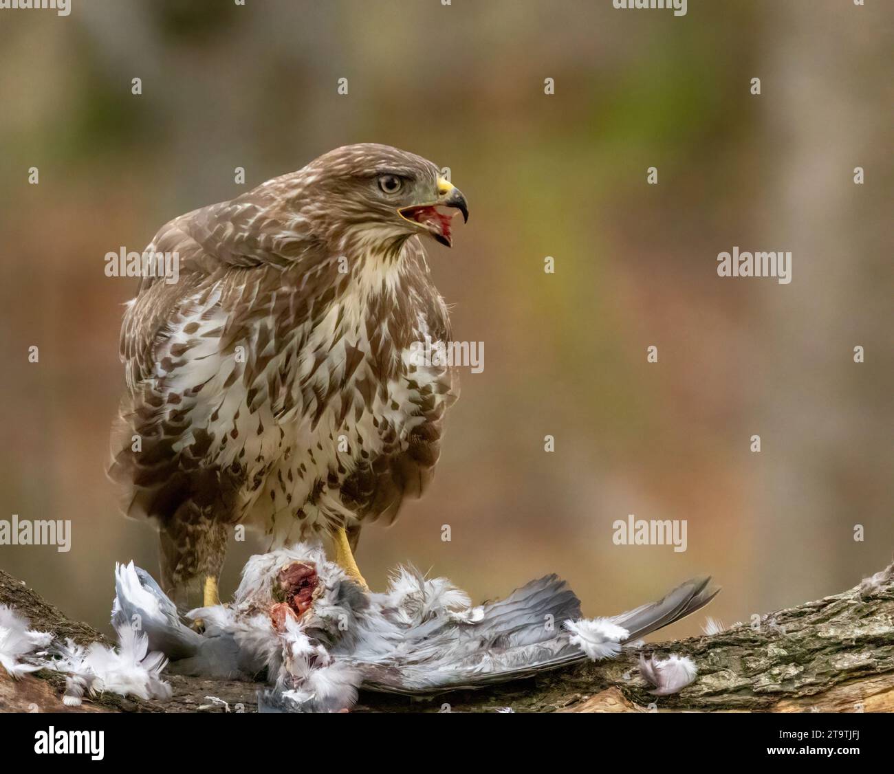 Buzzard, rapace, rapa e mangia un piccione nella foresta Foto Stock