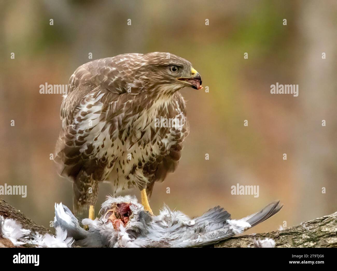 Buzzard, rapace, rapa e mangia un piccione nella foresta Foto Stock