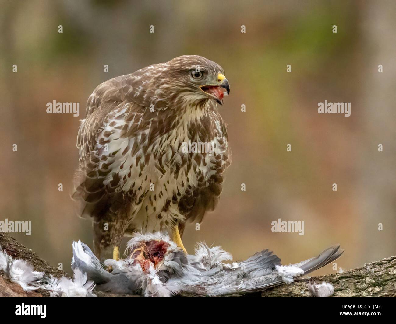 Buzzard, rapace, rapa e mangia un piccione nella foresta Foto Stock
