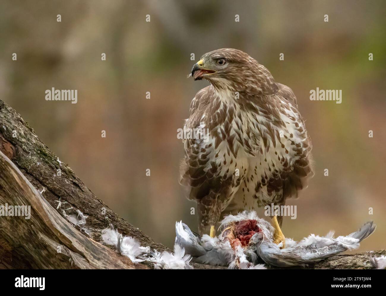 Buzzard, rapace, rapa e mangia un piccione nella foresta Foto Stock