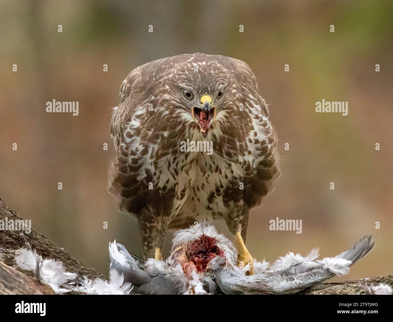 Buzzard, rapace, rapa e mangia un piccione nella foresta Foto Stock