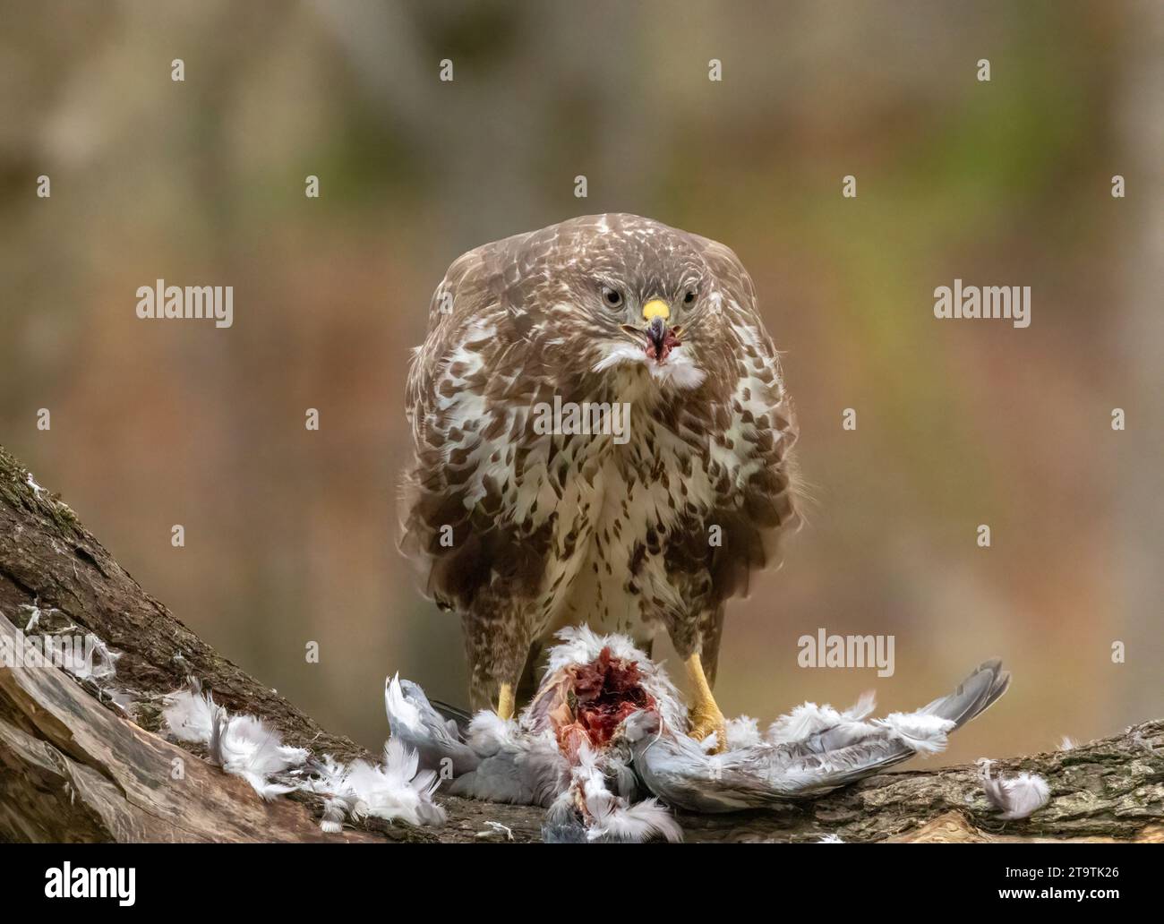 Buzzard, rapace, rapa e mangia un piccione nella foresta Foto Stock
